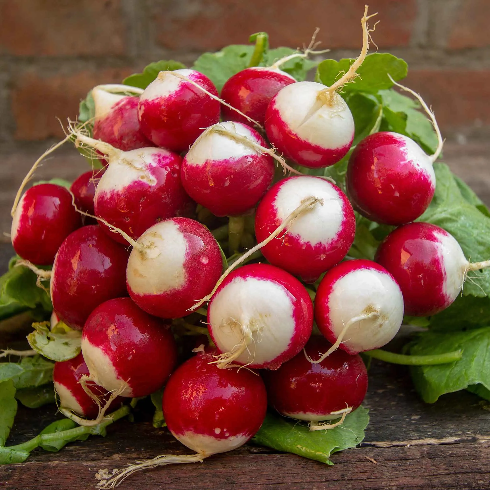 Radish Seeds - Sparkler White Tip